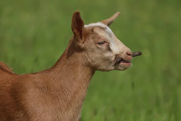 Little Goat Plays Dry Branch — Stock Photo, Image