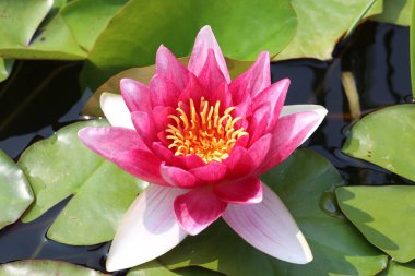 Suyun üzerinde süzülen güzel bir nilüfer çiçeği.