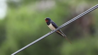 Swallow bir tel üzerinde oturur.