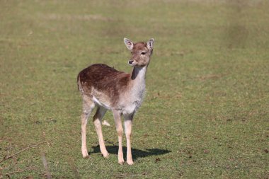 Ormanın kıyısındaki geyik.