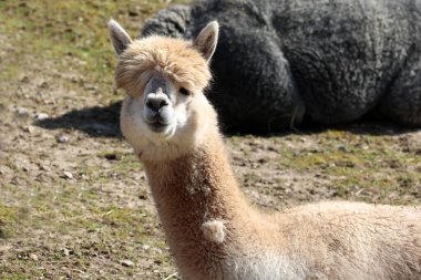 kameraya bakarak komik alpaka.