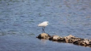 Sudaki Akbalıkçıl yiyecek arıyor..