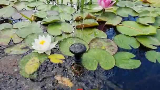 花园里的池塘里盛开的百合花 — 图库视频影像