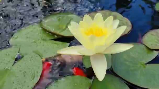 Lírios Florescendo Uma Lagoa Jardim — Vídeo de Stock