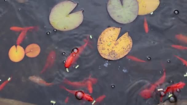 花园池塘里的金鱼 — 图库视频影像