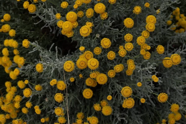 stock image Yellow flowers photographed from above.