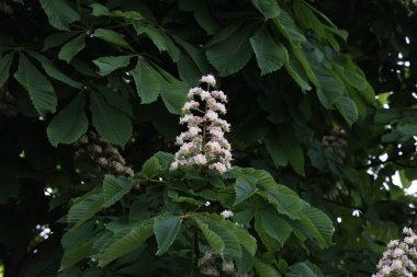Bir kestane ağacının çiçek tomurcuklarını kapat, Aesculus hipocastanum.