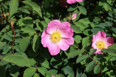 Yaban gülü kalçaları açıyor. Canlı bir çiçek gibi.