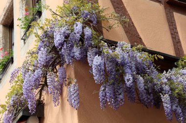 Wisteria güçlü, güçlü ve güçlü bir dağcıdır..