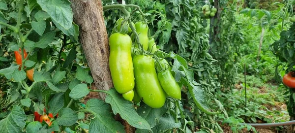 Mogna Tomater Trädgården — Stockfoto