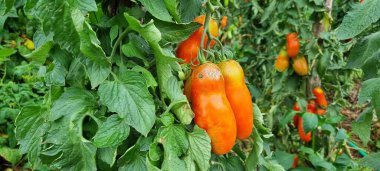 Bahçede olgun domatesler.