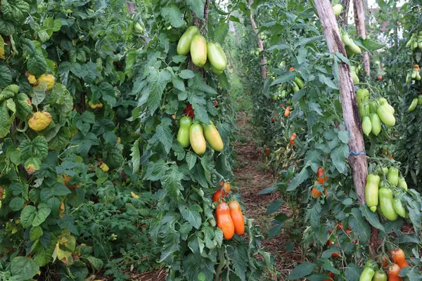 Tomates Mûres Dans Jardin — Photo