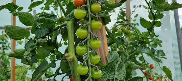 Reife Tomaten Garten — Stockfoto
