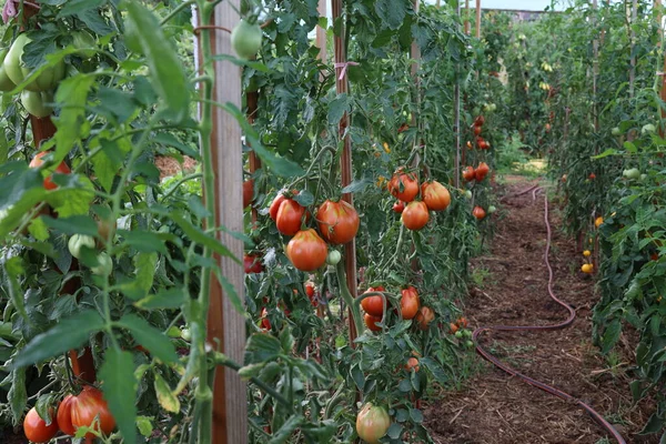정원에 토마토 — 스톡 사진
