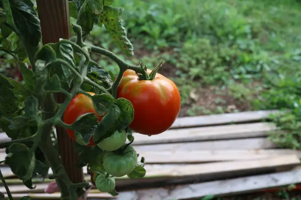 Dojrzałe Pomidory Ogrodzie — Zdjęcie stockowe
