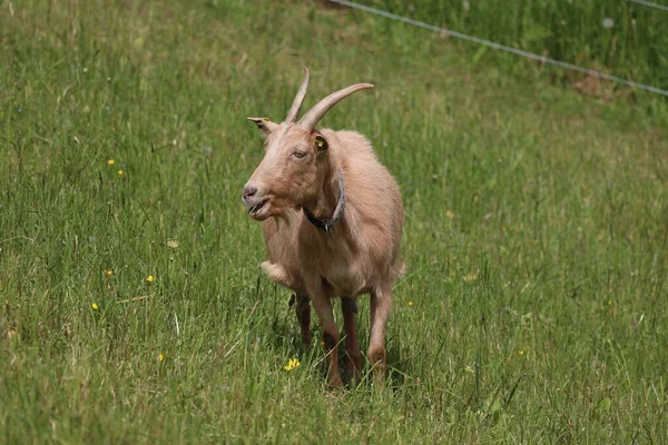 Chèvre Solitaire Sur Une Prairie Verte — Photo