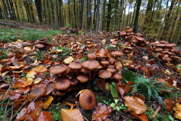 Mushrooms Honey Mushrooms Autumn Forest — Stock Photo, Image