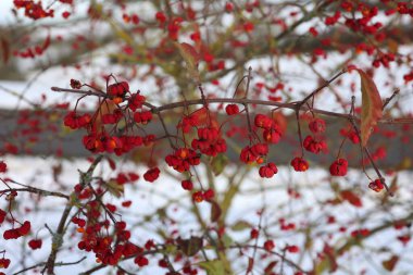 Euonymus, sonbahar ve kışın açan çalılar..