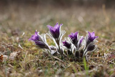 Güzel mor pofuduk çiçek Doğu Pulsatilla pasqueflower patentli.