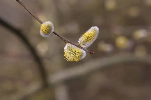 Pussy Willow Yellow Style Macro Shot Blossoming Pussy Willow lizenzfreie Stockfotos