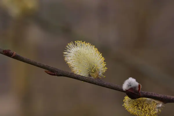 Pussy Willow Yellow Style Macro Shot Blossoming Pussy Willow Stockbild