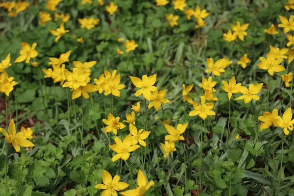 Gele Wilde Tulpen Bloeien Het Voorjaar Groen Veld — Stockfoto