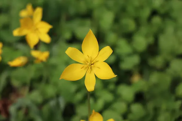 Жовті Дикі Тюльпани Цвітуть Зеленому Полі Навесні — стокове фото