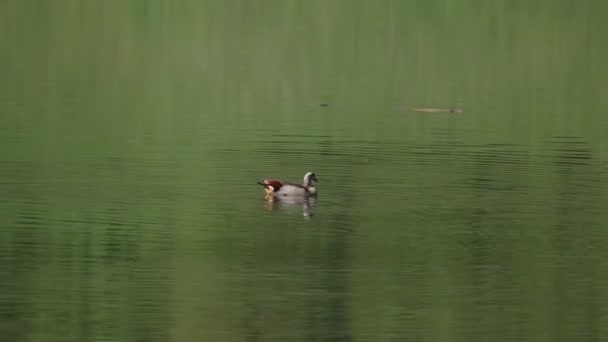 Oche Egiziane Selvatiche Nuotano Nel Lago — Video Stock