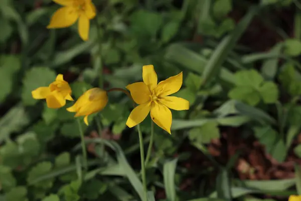 Bunga Tulip Kuning Liar Mekar Lapangan Hijau Musim Semi — Stok Foto