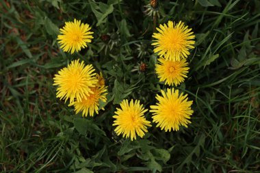 Sarı karahindibalar baharda yeşil bir tarlada çiçek açar..