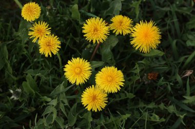 Sarı karahindibalar baharda yeşil bir tarlada çiçek açar..