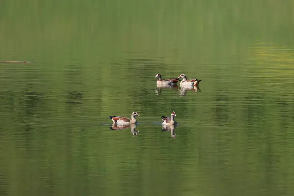 Wild Egyptian geese swim in the lake.