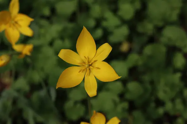 Gelbe Wilde Tulpen Blühen Frühling Auf Der Grünen Wiese Stockbild
