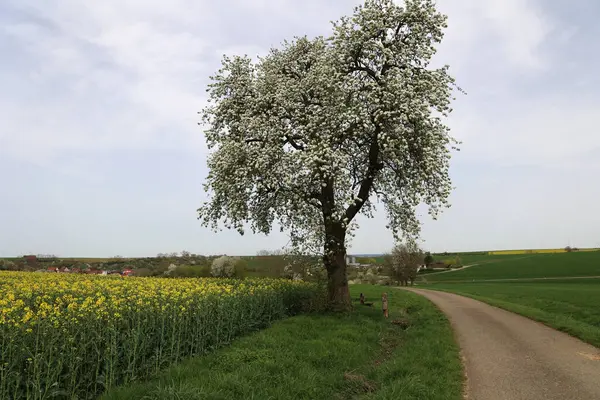 Landschaft Mit Einem Blühenden Baum Und Einer Straße Stockbild