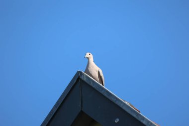 Çatıda gri bir güvercin oturuyor..
