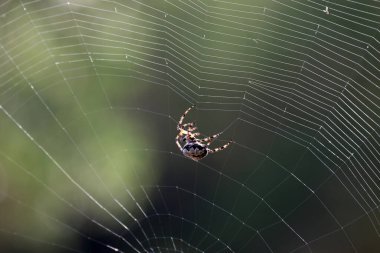 bir web Spider örgüleri.