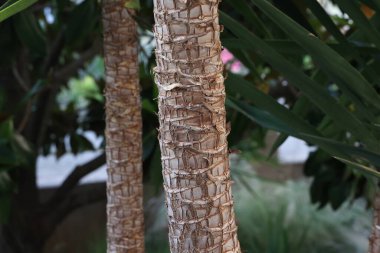 Güneydeki bir parkta palmiye ağacı gövdesi.