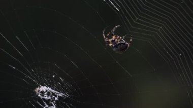 Örümcek, örümcek ağ örüyor.