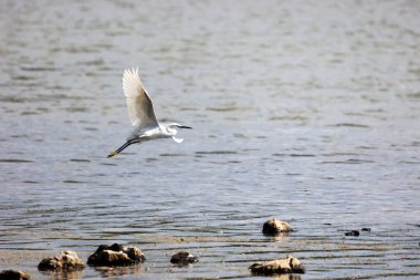 Siyah boyunlu Stilt Büyük Tuz Gölü 'nde.