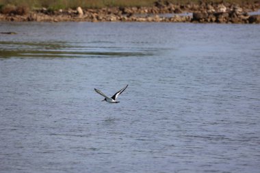 Avrasya istiridye yakalayıcısı göç sırasında uçar