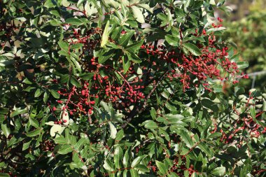 Yeşil yapraklara karşı yabani kırmızı meyveler.