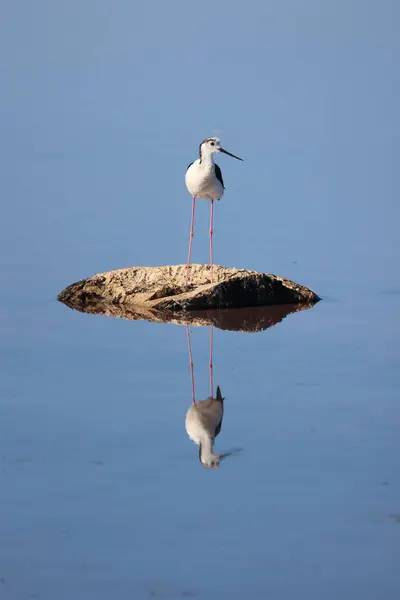 stock image Black Necked Stilt at the Great Salt Lake.