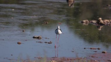 Siyah boyunlu Stilt Büyük Tuz Gölü 'nde.