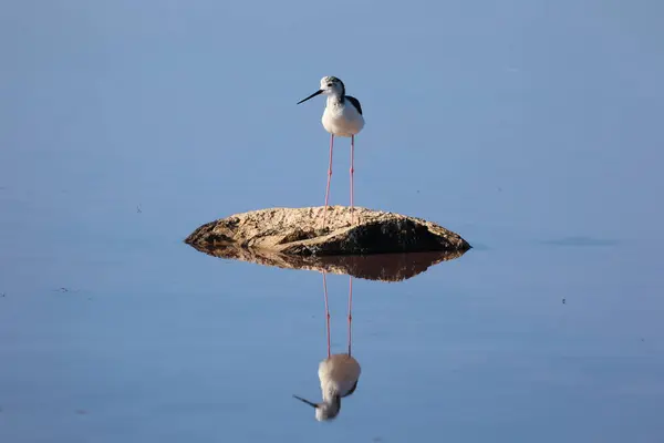 stock image Black Necked Stilt at the Great Salt Lake.