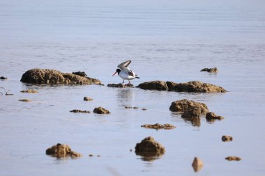 Kırmızı gagalı bir saksağan, nehrin arka planında bir engelle karşılaşır.