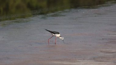 Siyah boyunlu Stilt Büyük Tuz Gölü 'nde.