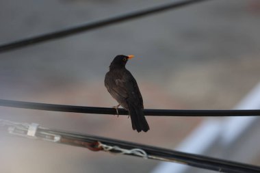 Kara kuş bir telin üzerinde oturuyor.