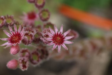 Sempervivum çiçeği Makro çekimde çiçek açan sempervivum.