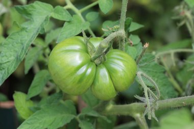 Çalılıkların üzerinde yeşil domates olgunlaşmak.