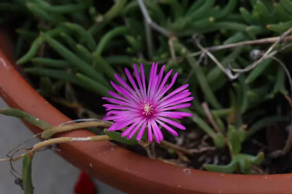 stock image Beautiful cactus plant of the genus Delosperma bloom in defying the scorching summer sun.